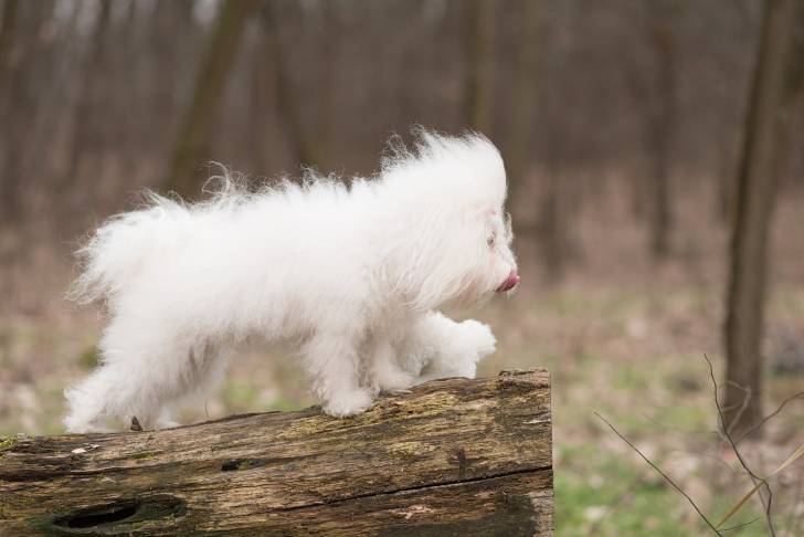 Photo Bichon Havanais