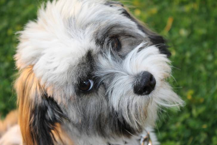 Photo Bichon Havanais
