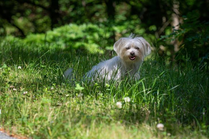 Photo Bichon Havanais