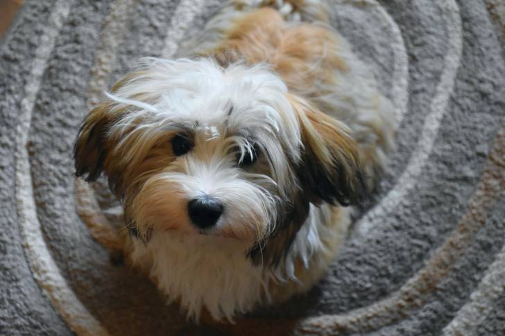 Photo Bichon Havanais