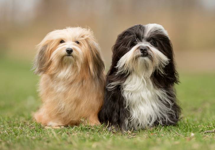 Photo Bichon Havanais