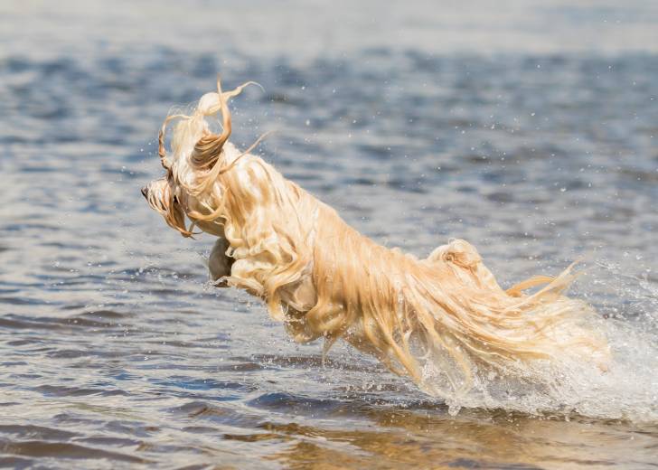 Un Bichon Havannais plonge dans l'eau