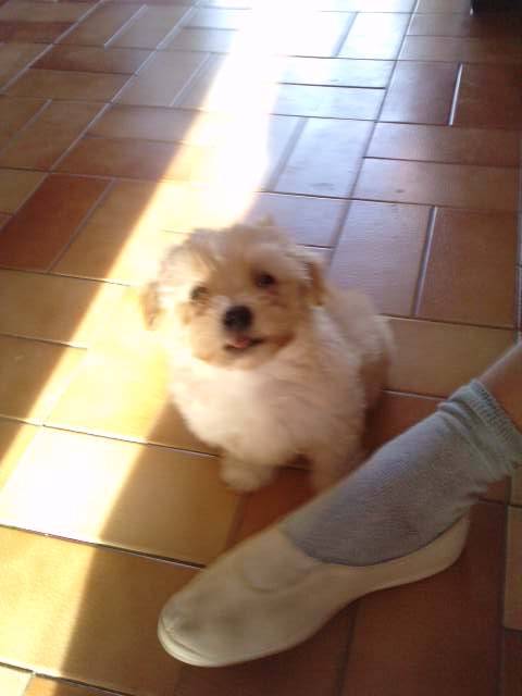 gamin - Bichon Havanais Mâle (2 mois)