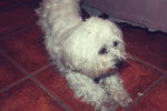 Nube - Bichon Maltais (6 ans)