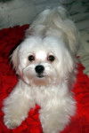 bichon maltais EASY - Bichon Maltais