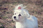 Photo Bichon Maltais