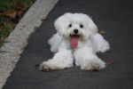 Photo Bichon Maltais