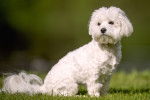Un Bichon Maltais assis dans l'herbe