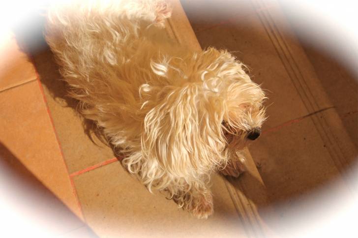 Greenie (Grini) - Bichon Maltais (5 ans)