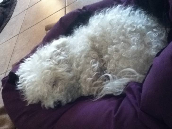 Belle - Bichon Maltais (12 ans)