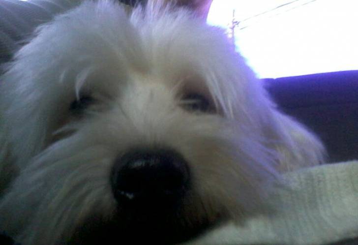 Teo - Bichon Maltais Mâle (1 an)