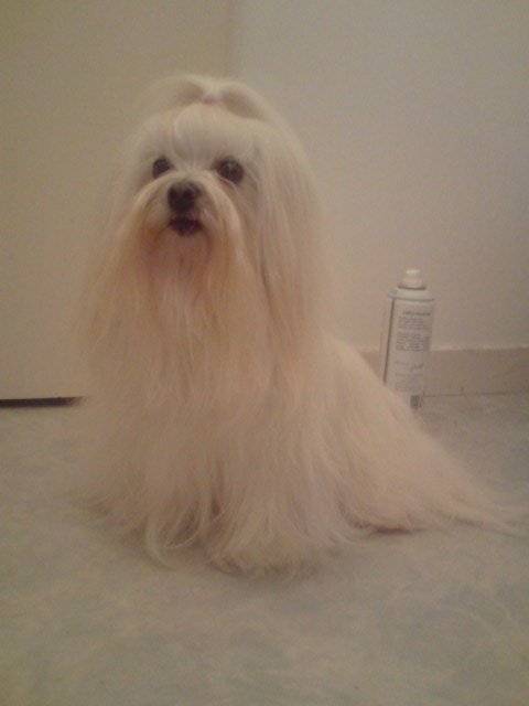 tequila - bichon maltais - Bichon Maltais