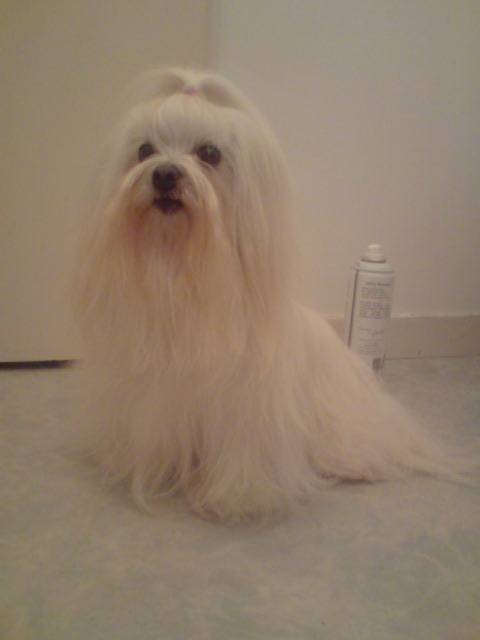 tequila - bichon maltais - Bichon Maltais