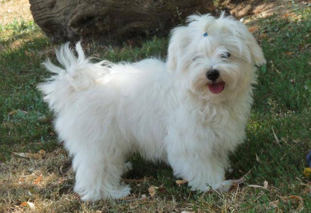 bichon maltais FLIPPER - Bichon Maltais