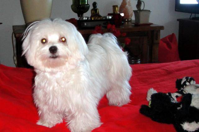 bichon maltais fille de 10 mois - Bichon Maltais (10 mois)