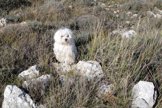 Bichon maltais Easy - Bichon Maltais