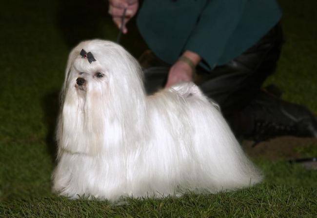 Pride de Nisjotial - Bichon Maltais