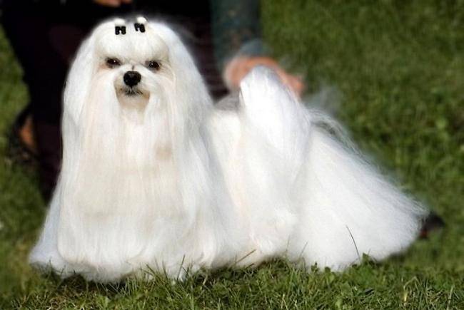 Ace Fantasy de Nisjotial - Bichon Maltais