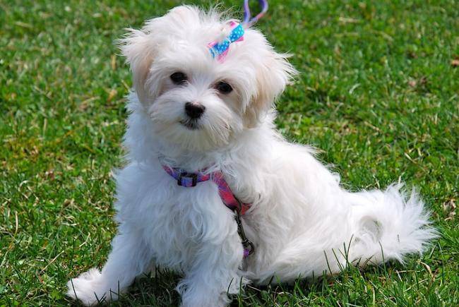 Maya Bichon Maltais 3 mois et demi - Bichon Maltais (3 mois)
