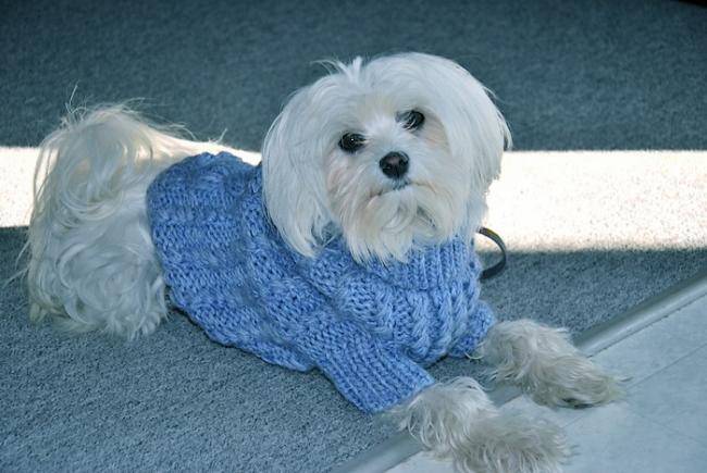 Maya Bichon maltais 23 mois - Bichon Maltais (1 an et 11 mois)