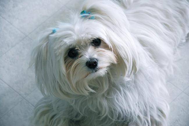 Maya 23 mois Bichon maltais - Bichon Maltais (1 an et 11 mois)