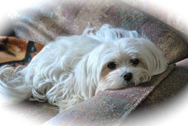 Maya 23 mois Bichon maltais - Bichon Maltais (1 an et 11 mois)
