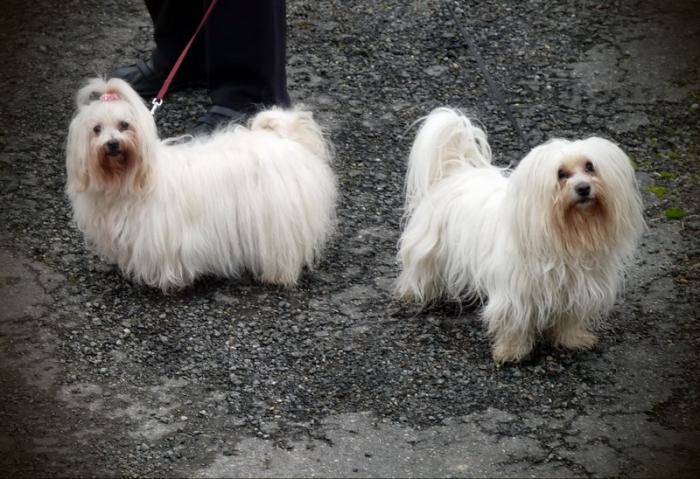 Boy et Samba - Bichon Maltais