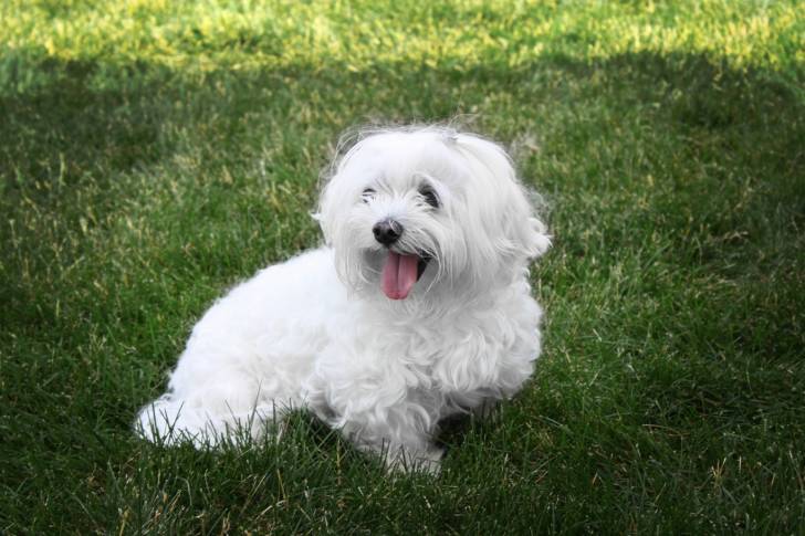 Photo Bichon Maltais