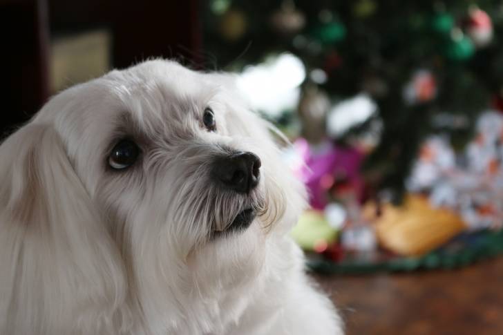 Photo Bichon Maltais