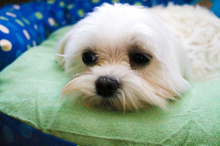 Photo Bichon Maltais