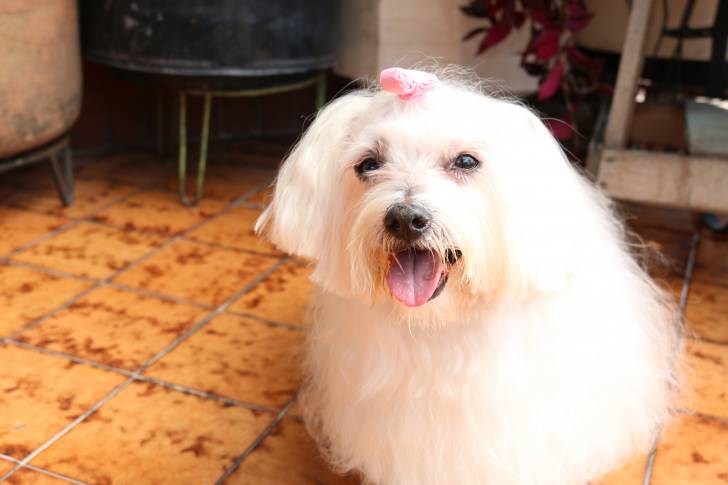 Photo Bichon Maltais
