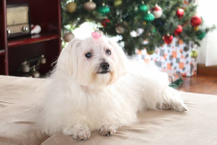 Photo Bichon Maltais