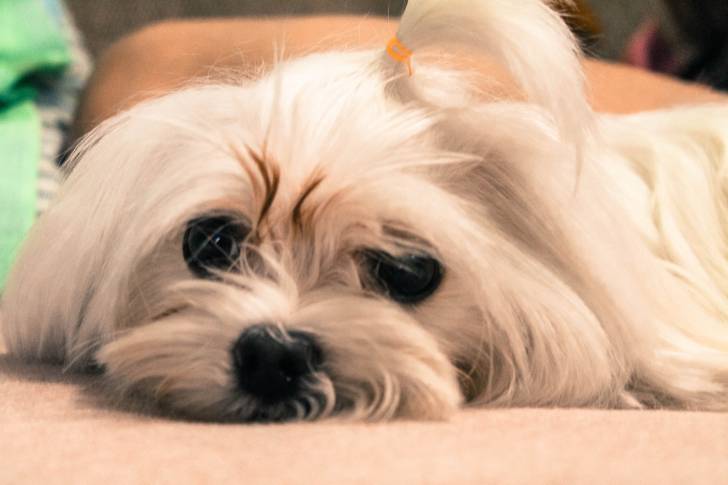 Photo Bichon Maltais