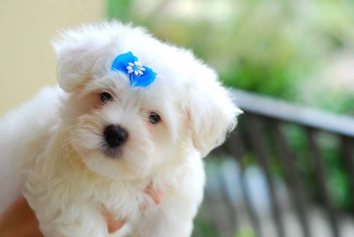 Photo Bichon Maltais
