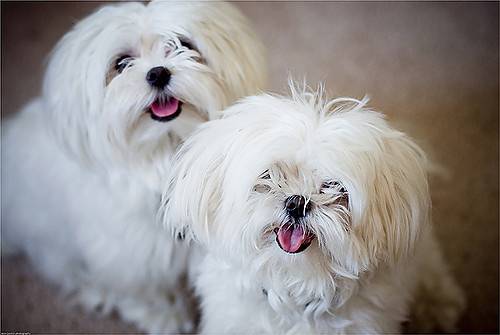 Photo Bichon Maltais
