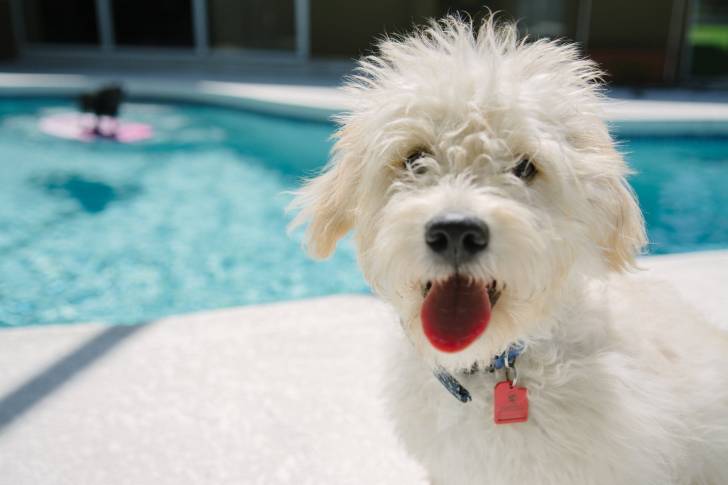 Photo Bichon Maltais