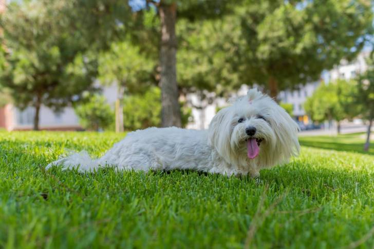 Photo Bichon Maltais