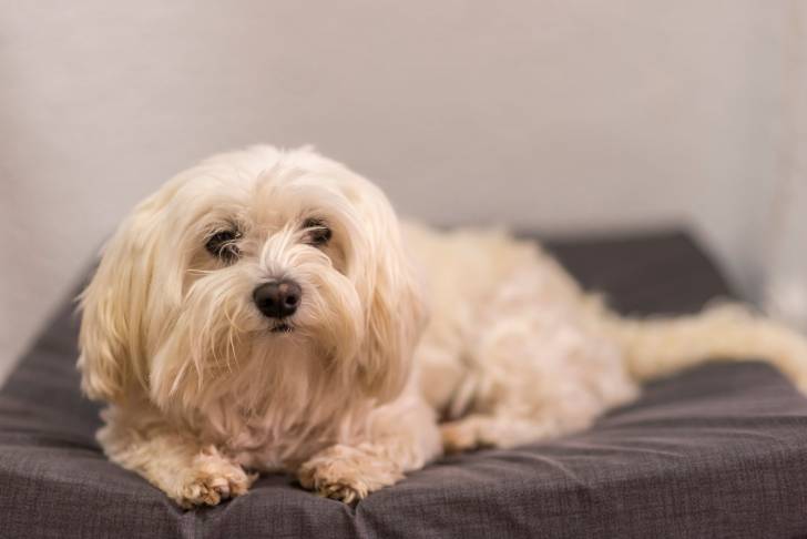 Photo Bichon Maltais