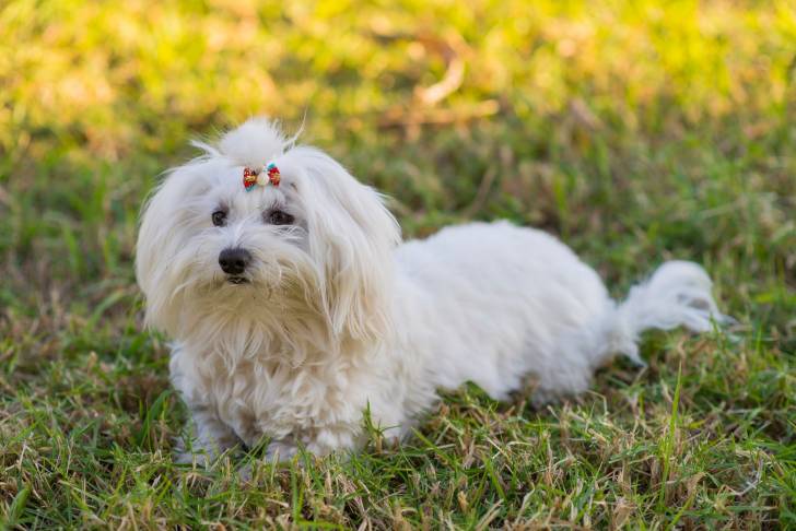 Photo Bichon Maltais