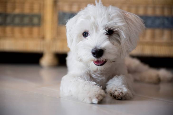 Photo Bichon Maltais