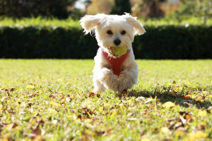 Photo Bichon Maltais