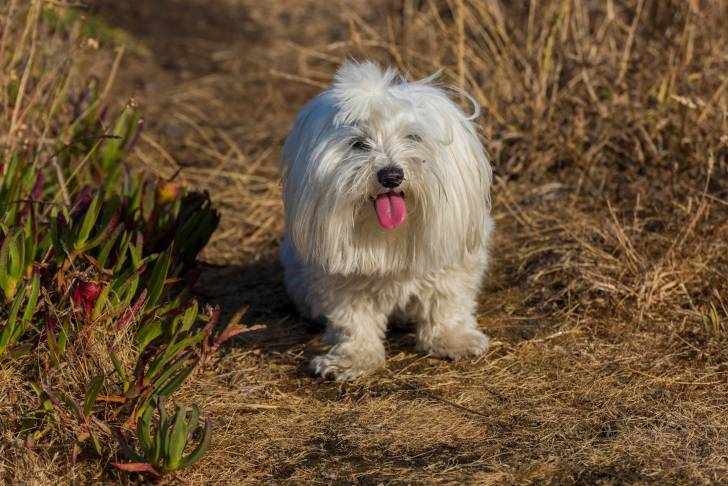 Photo Bichon Maltais