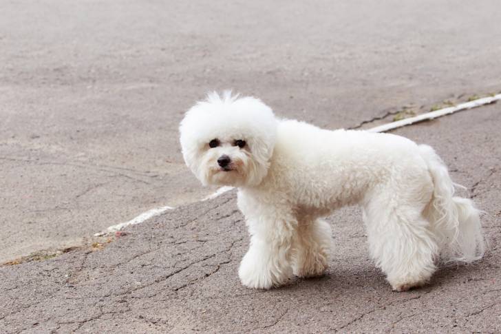 Photo Bichon Maltais