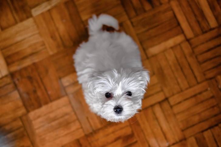 Photo Bichon Maltais