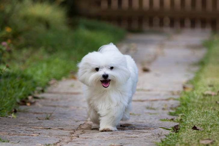 Photo Bichon Maltais