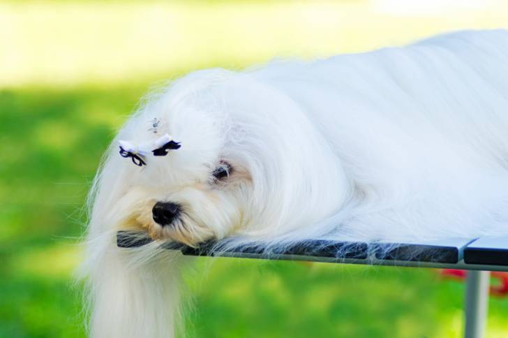 Photo Bichon Maltais