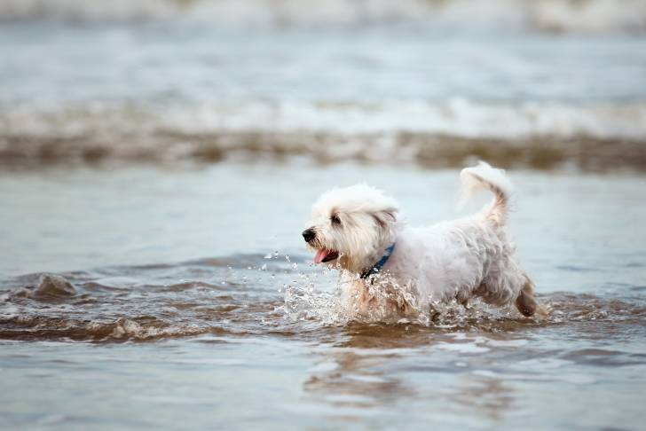 Photo Bichon Maltais