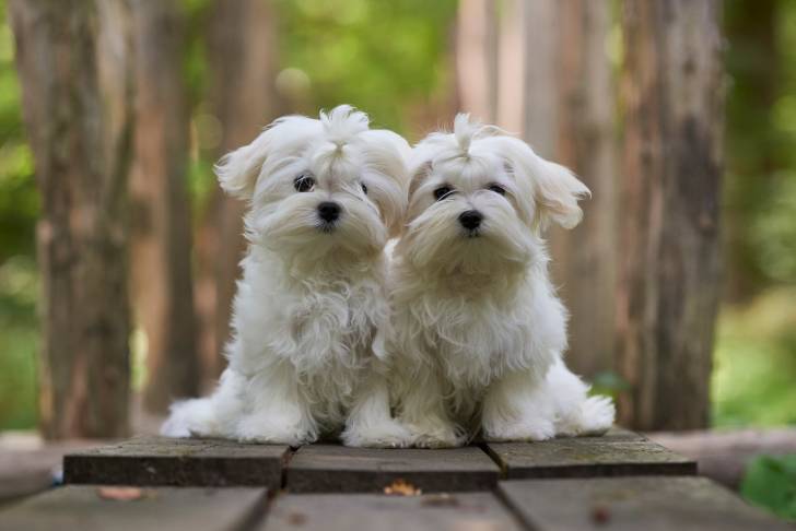 Photo Bichon Maltais