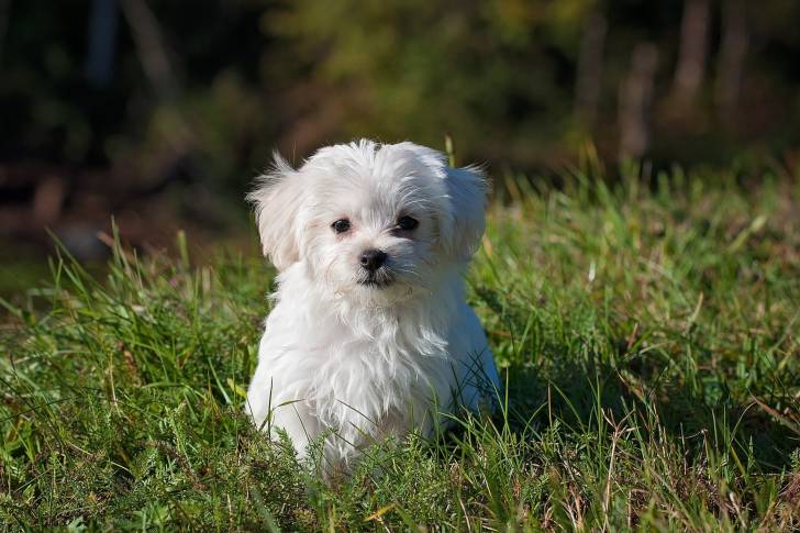 Photo Bichon Maltais