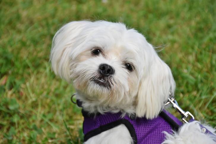 Photo Bichon Maltais